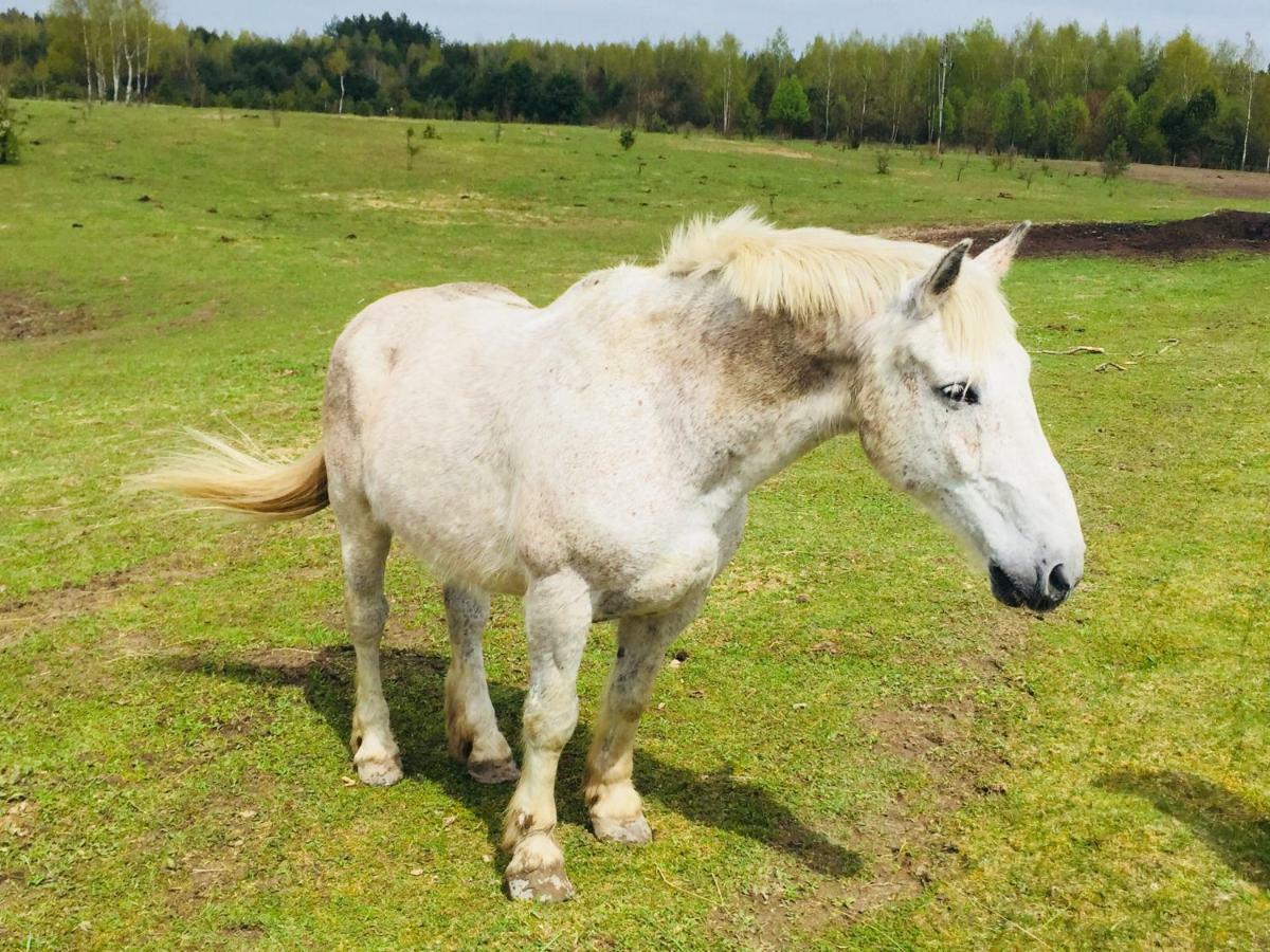 Willa Sosnowy Zakatek Zyzdrojowy Piecek Zewnętrze zdjęcie